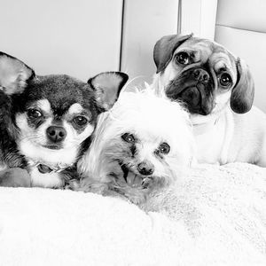 Meet your Posher, Wanda